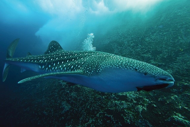 tiburones que llegan a holbox